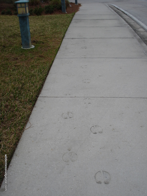 Animal Tracks